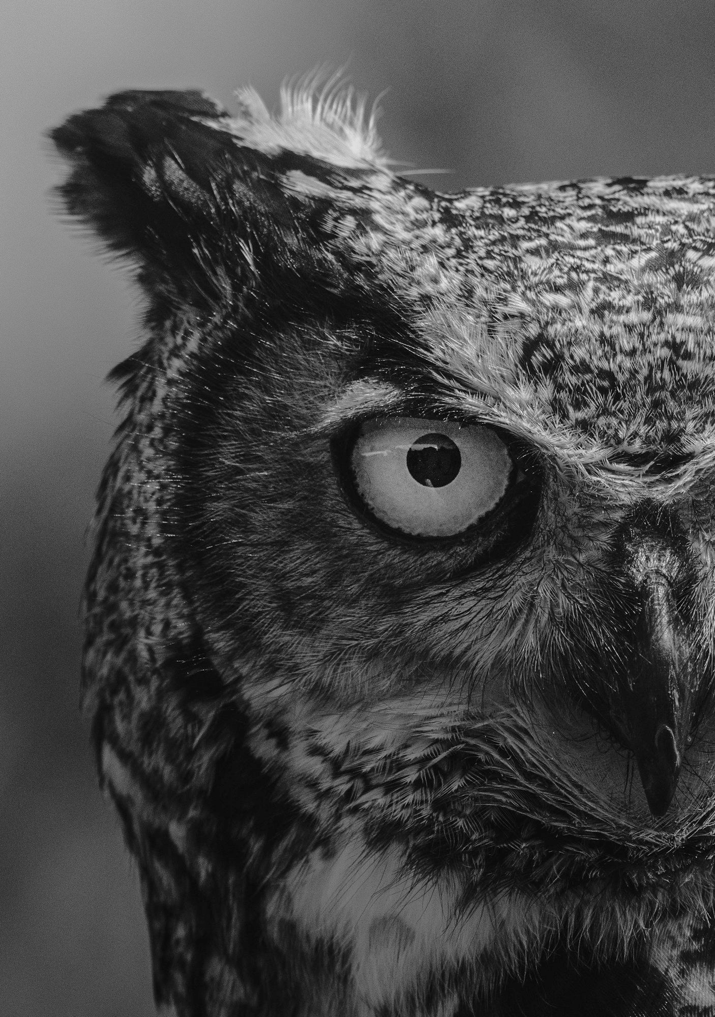 owl